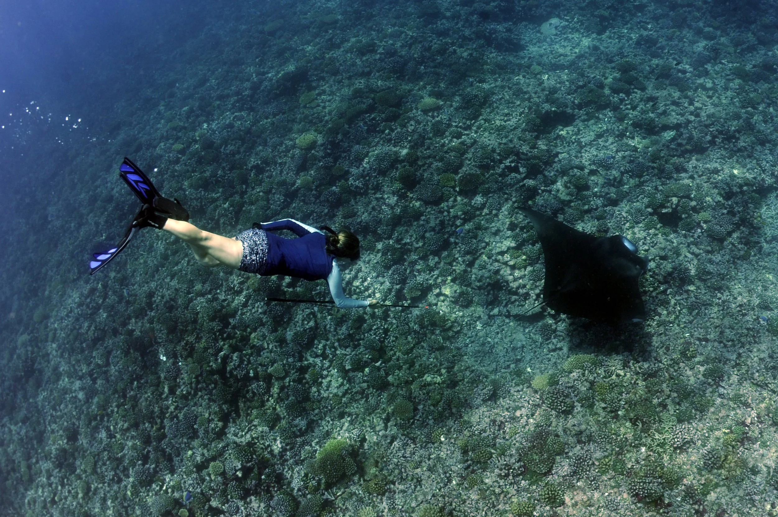 Seychelles Publication Press Release — Manta Trust